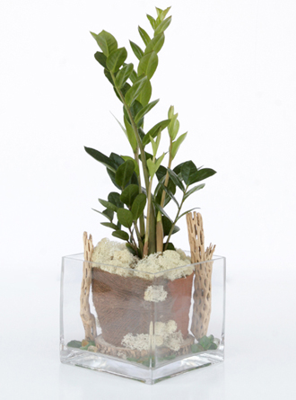 other plants, orchid and plants, zz plant